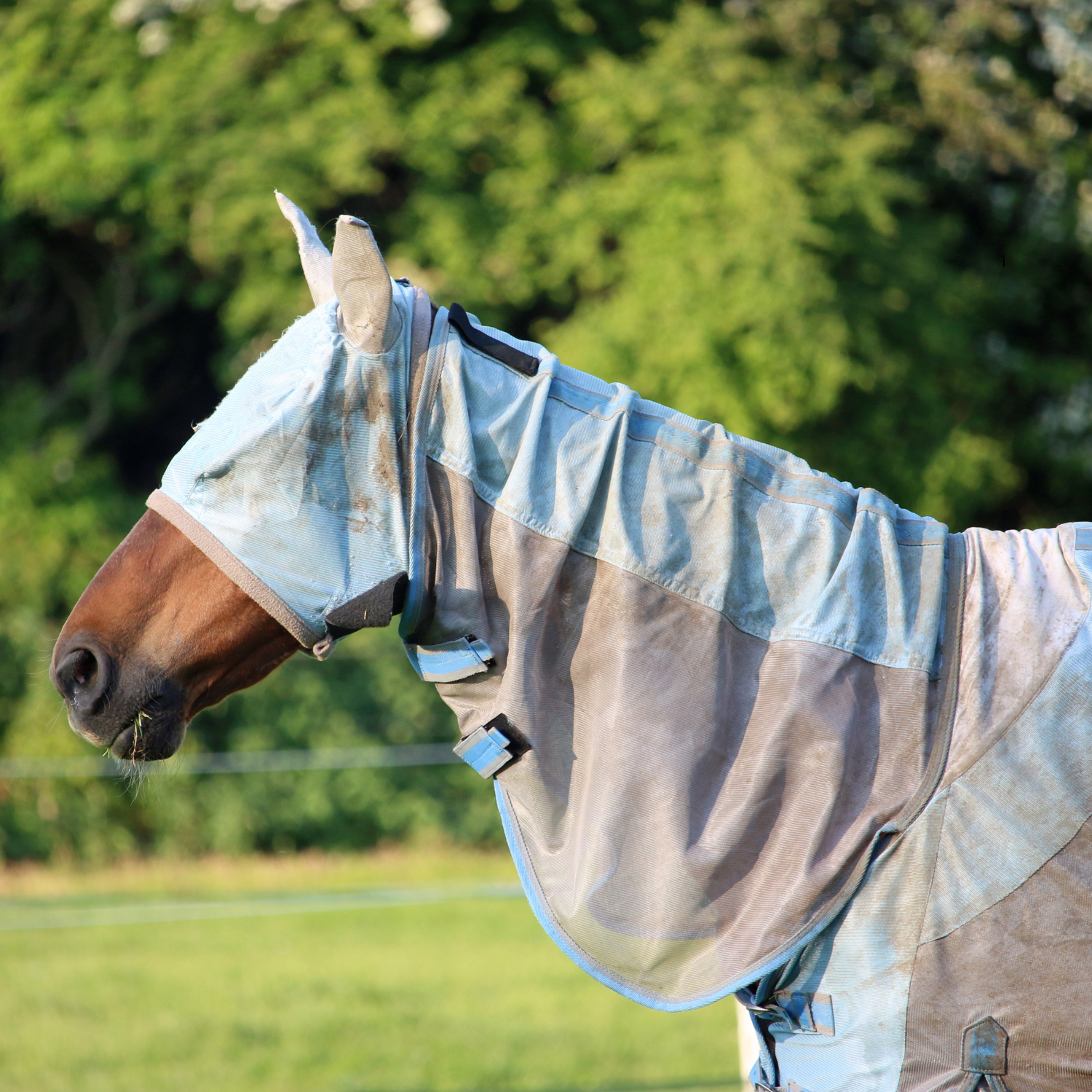 Braunes Pferd auf der Weide mit blauer Ekzemerdecke inklusive Halsteil und Kopfmaske.