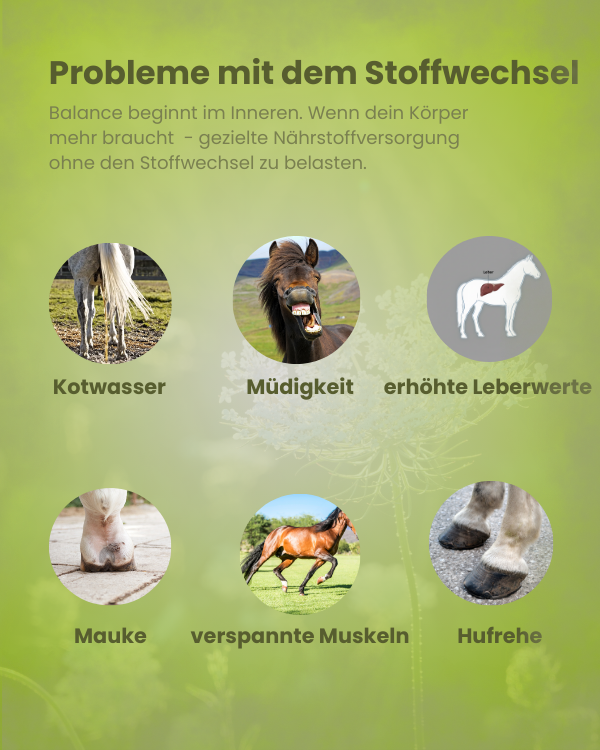Stoffwechselprobleme beim Pferd mit Symptomen wie Kotwasser, Müdigkeit, Mauke und Hufrehe