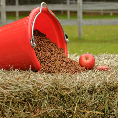 Fütterung zur Vorbeugung von Hufrehe