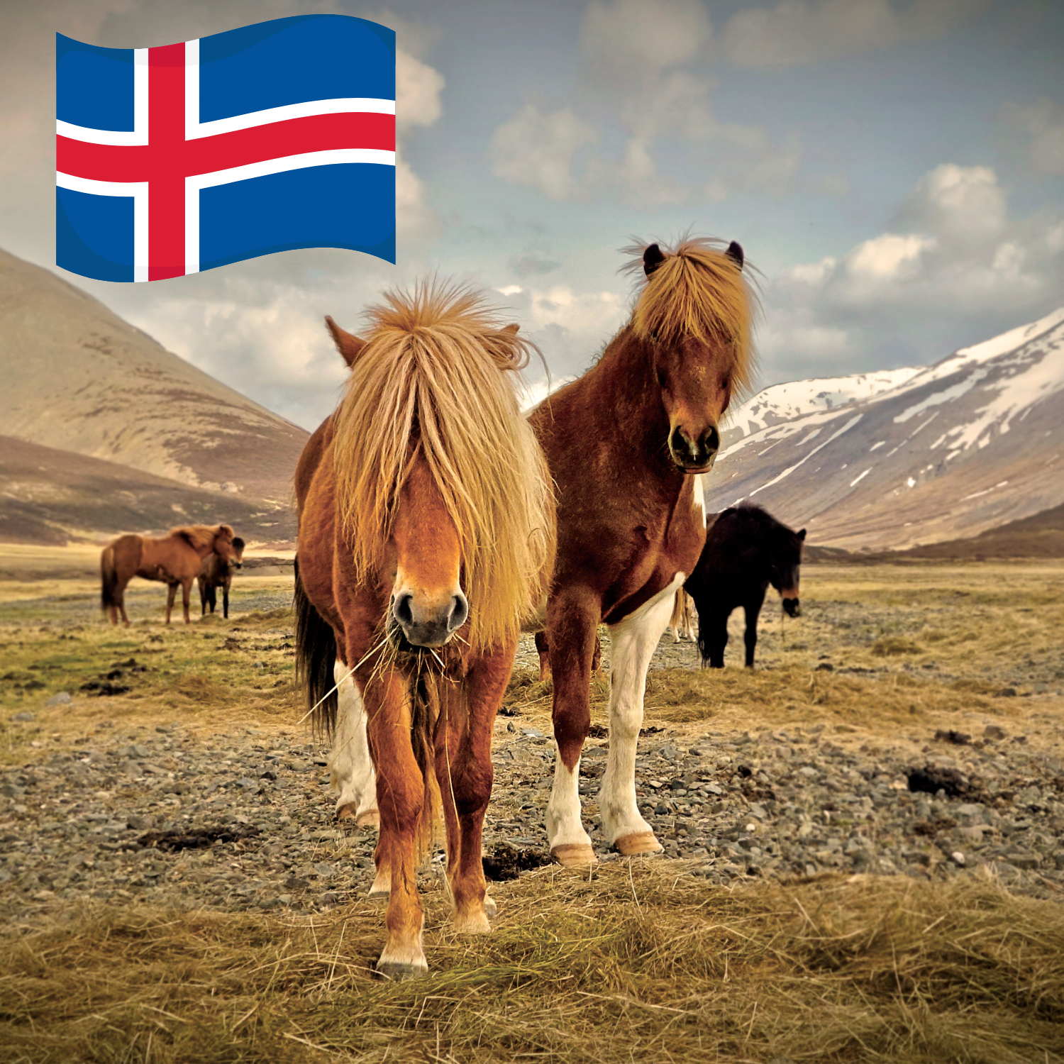 Zwei kräftige Islandpferde stehen auf Wiese, im Hintergrund sind Berge. Die Norwegenflagge ist oben links eingefügt.