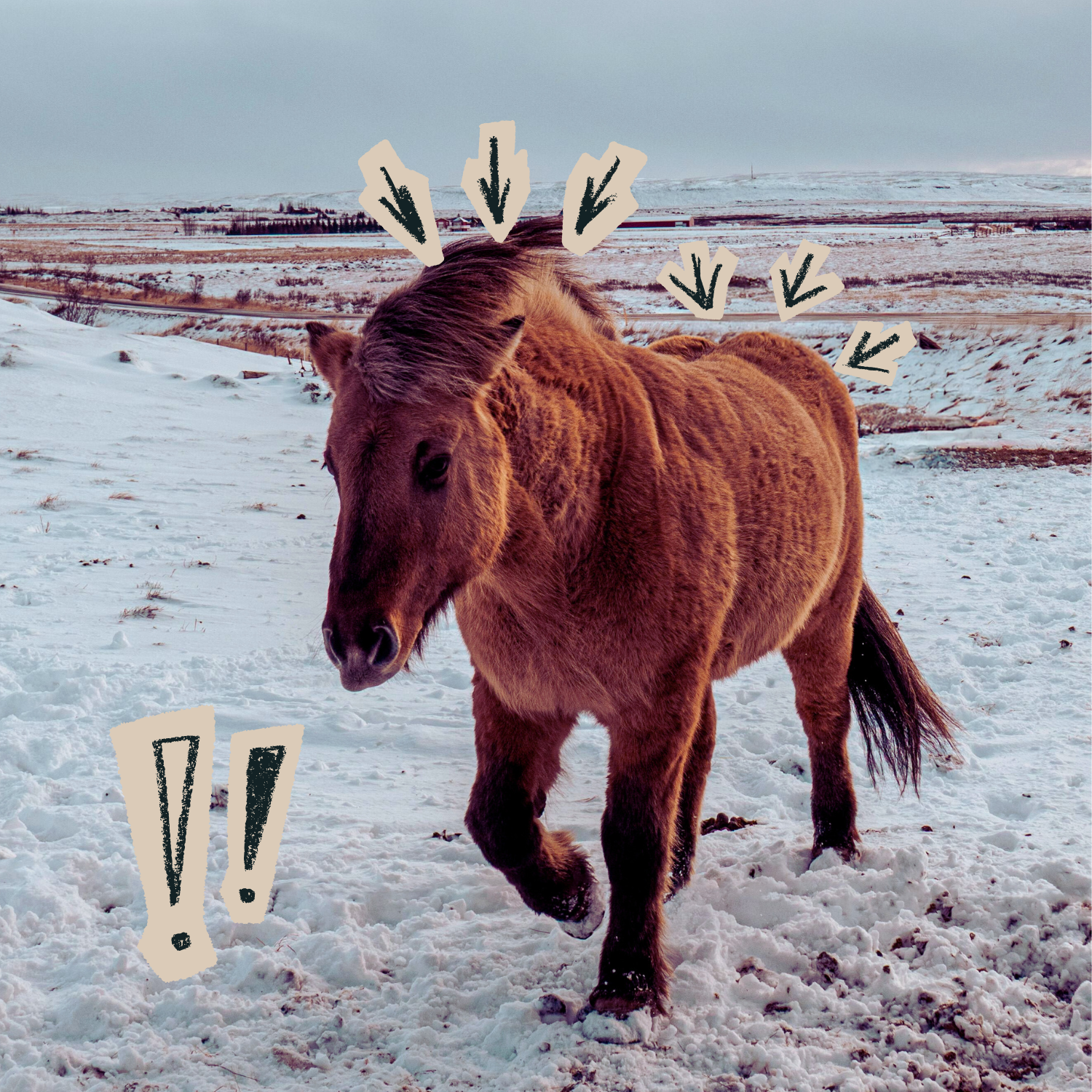 übergewichtiger Isländer mit großen Fettpolster am Mähnenkamm und der Kruppe.