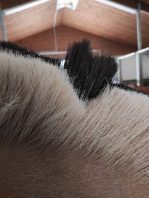 Fellwechsel von Winter zu Sommer