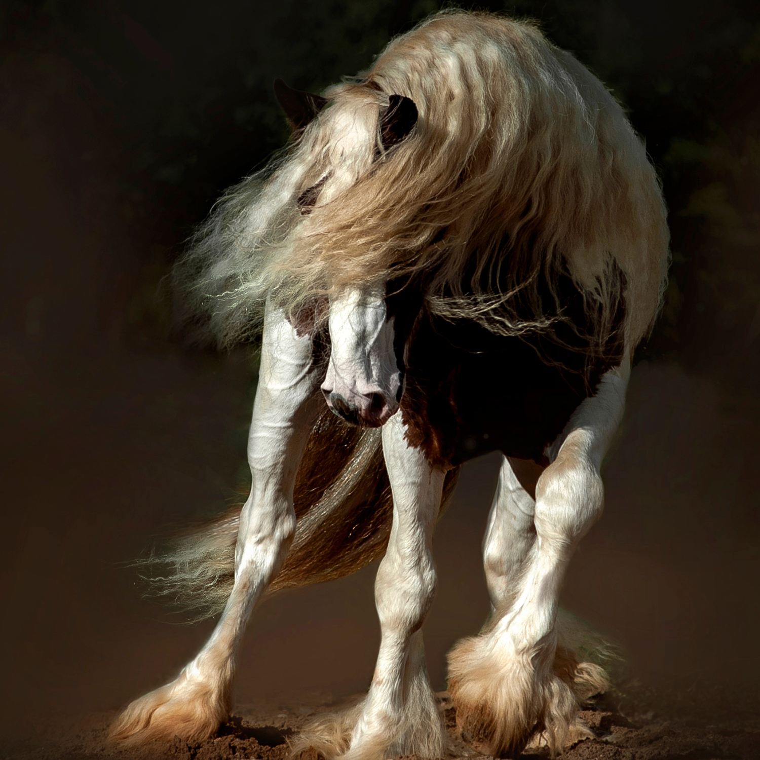 Tinker Pferd mit weißer Mähne auf schwarzen Hintergrund.