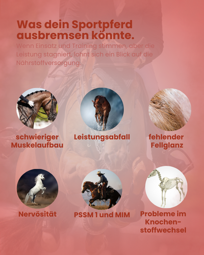 Infografik zu Leistungsproblemen beim Sportpferd wie Muskelabbau, Leistungsabfall, fehlendem Fellglanz und Nervosität