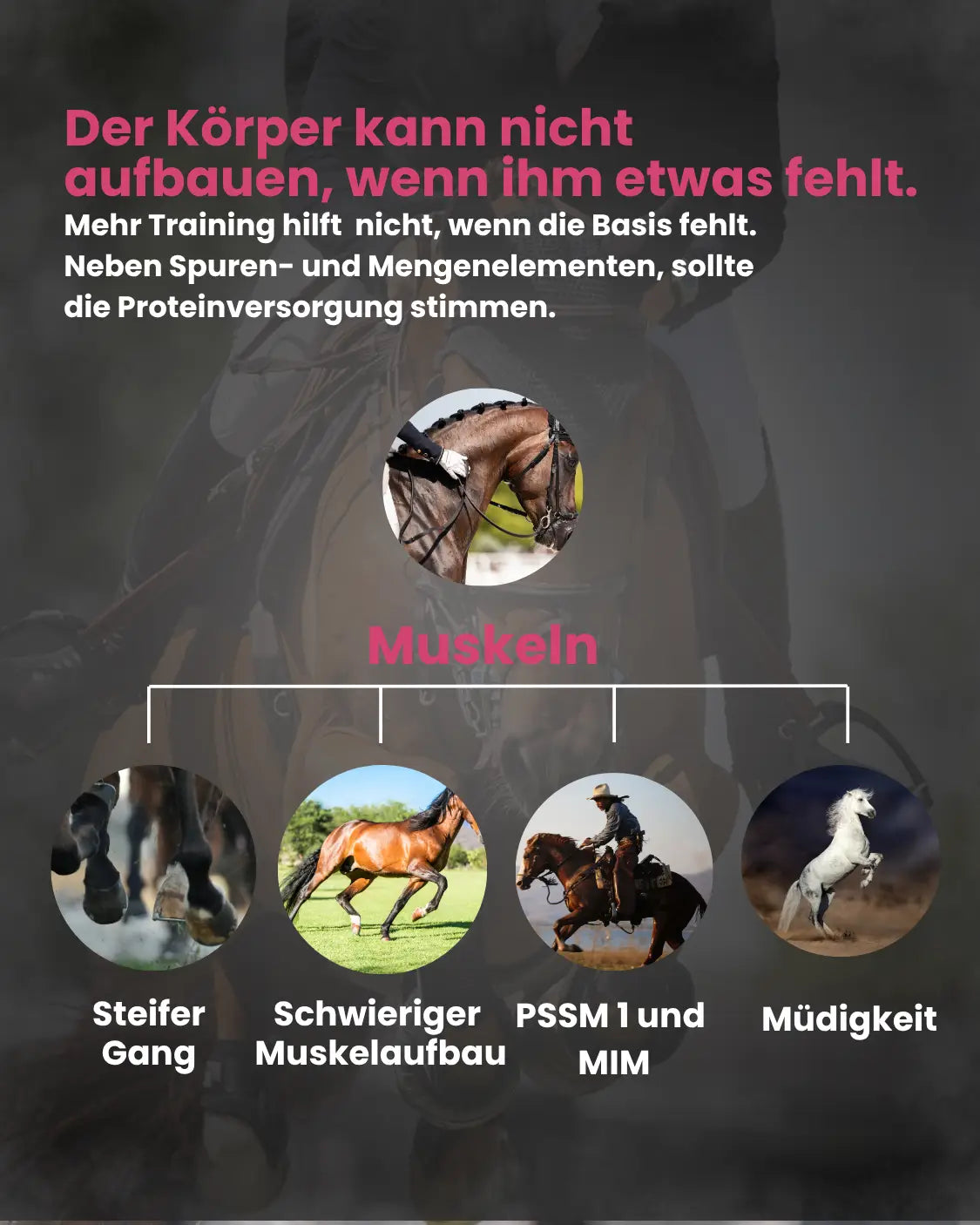 Krähenbusch® Muskel Pro