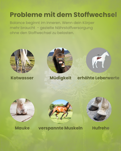 Stoffwechselprobleme beim Pferd mit Symptomen wie Kotwasser, Müdigkeit, Mauke und Hufrehe